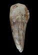 Juvenile Spinosaurus Tooth - Real Dinosaur Tooth #49126-1